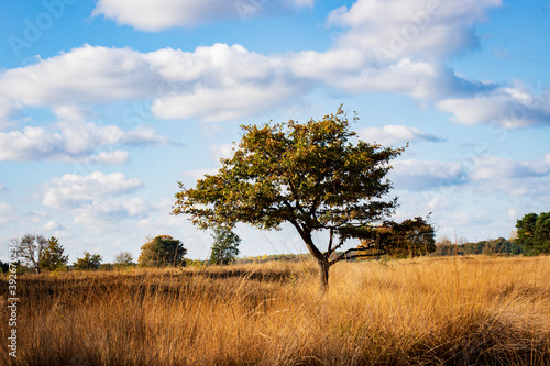 landscape of nature park De Plateaux  Bergeijk  Netherlands