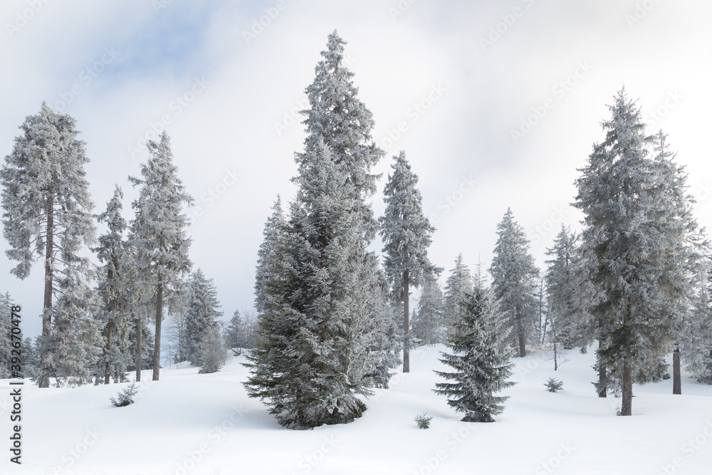 Naklejka premium Sapins enneigés dans la foret à Autrans