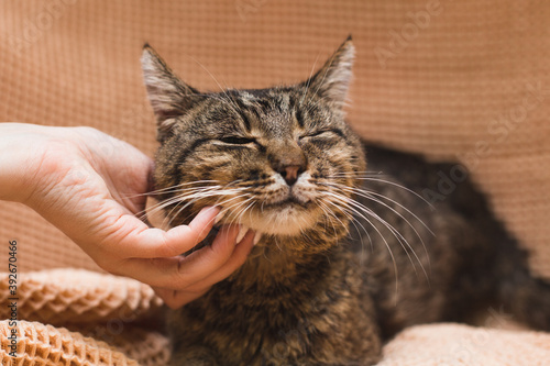 the cutest cat rubs on a caressing hand