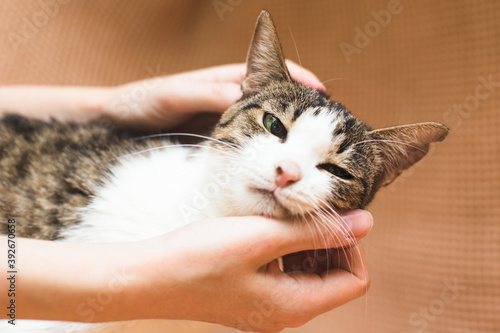 the cutest cat rubs on a caressing hand © Iuliia Tregub
