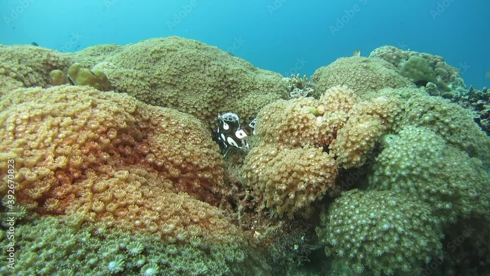 Juvenile sweetlips peeking out of it's nest.No people. Juvenile sweetlips peeking out of it's nest.No people.