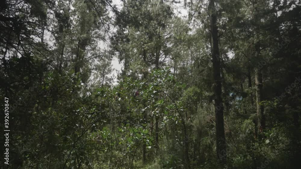 Colombian forest in the Antioquia department Colombian forest in the Antioquia department