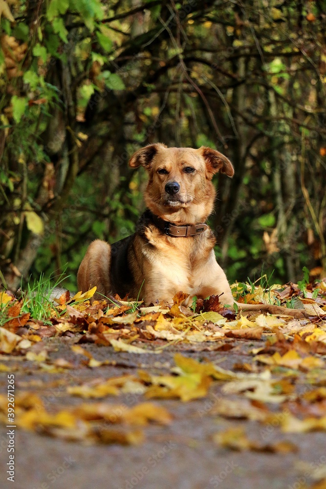 beautiful brown shepherd dog is lying on the ground in the autumn forest
