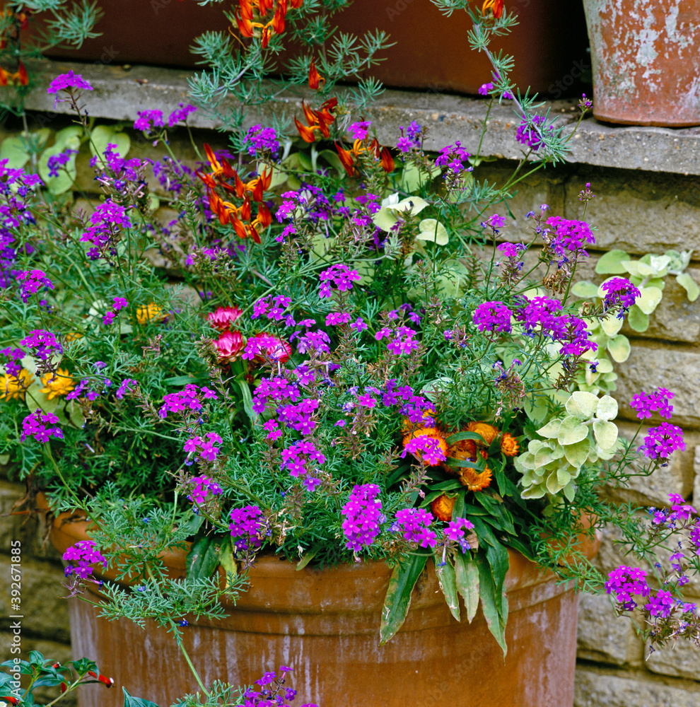 Attractive floral display in garden containers