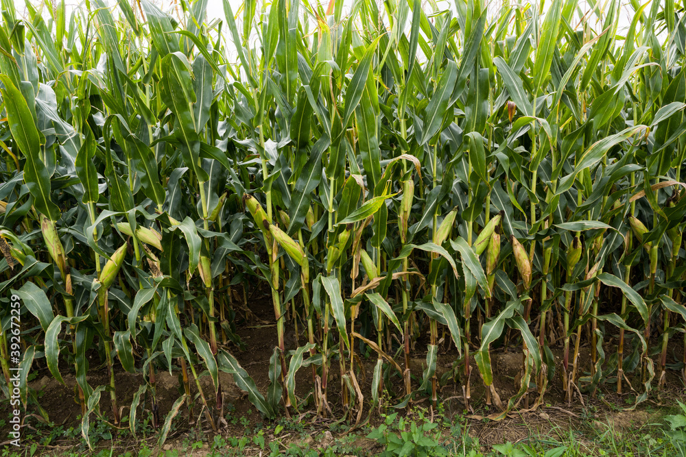 Fototapeta premium Corn field before harvest_Baden-Wuerttemberg, Germany
