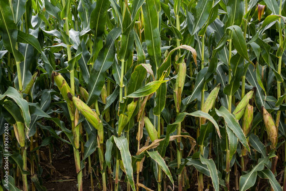 Fototapeta premium Corn field before harvest_Baden-Wuerttemberg, Germany