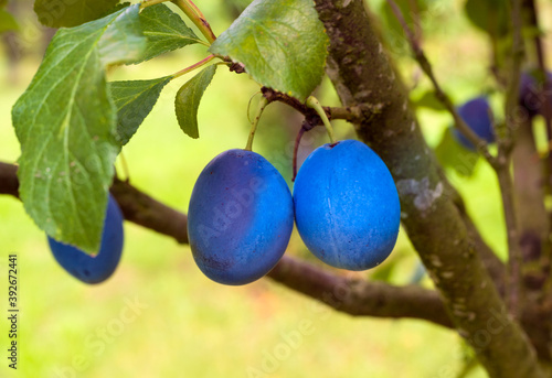 Plum tree with the wonderful Buehler plums. Baden Wuerttemberg, Germany, Europe photo