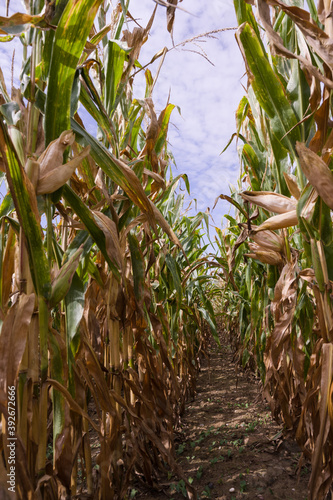 Corn field before harvest_Baden-Wuerttemberg, Germany