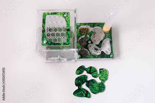 Acrylic ant farm, formicarium with Reaper ants decorated arena and test tube for drinking ants stands on the table at home. Green color pet house photo