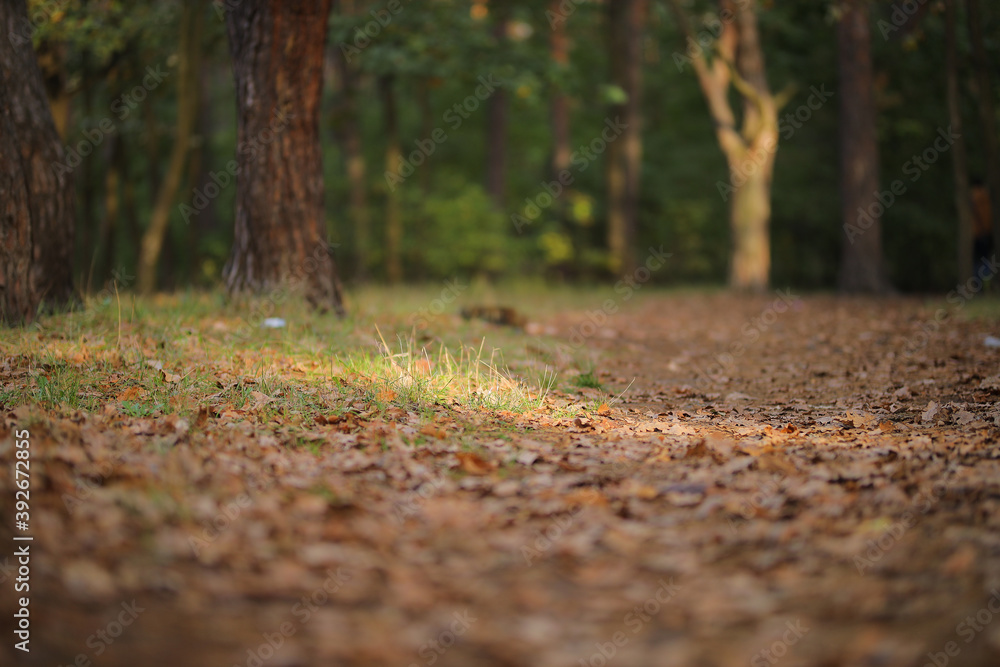 Fallen leaves in the forest. Autumn landscape.
Fallen leaves in the forest. Autumn landscape.