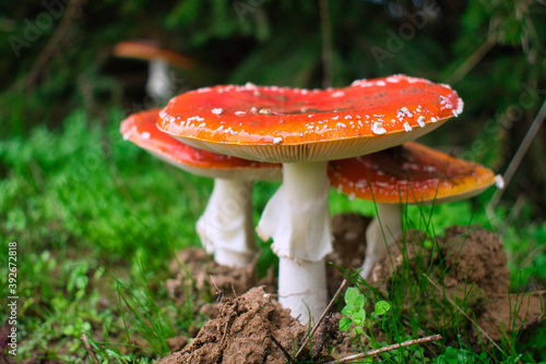 Red fly agarics at pine tree forest