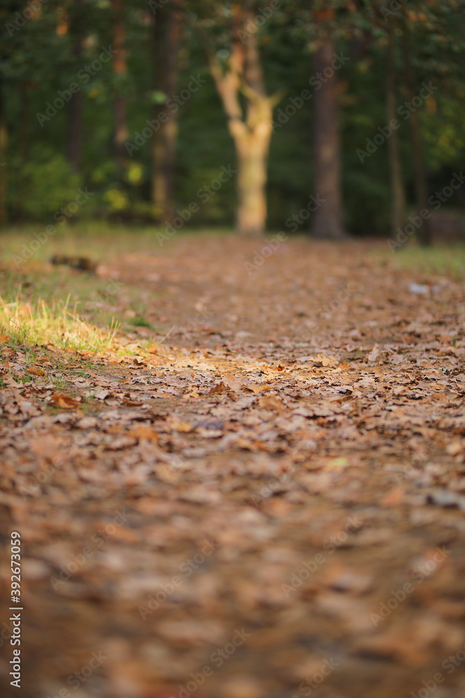 Fallen leaves in the forest. Autumn landscape.
Fallen leaves in the forest. Autumn landscape.