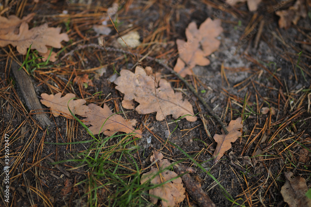 Fallen leaves in the forest. Autumn landscape.
Fallen leaves in the forest. Autumn landscape.