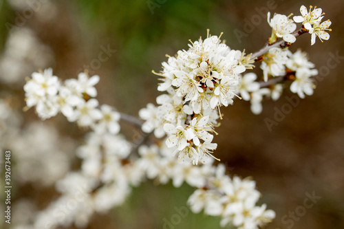 Fielding white flowers blooming in a field. Background flowering, selective focus