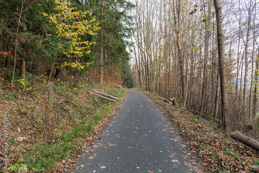 Forest road under sunset sunbeams. Lane running through the autumn deciduous forest at dawn or sunrise. Forest road under sunset sunbeams. Lane running through the autumn deciduous forest at dawn or sunrise.