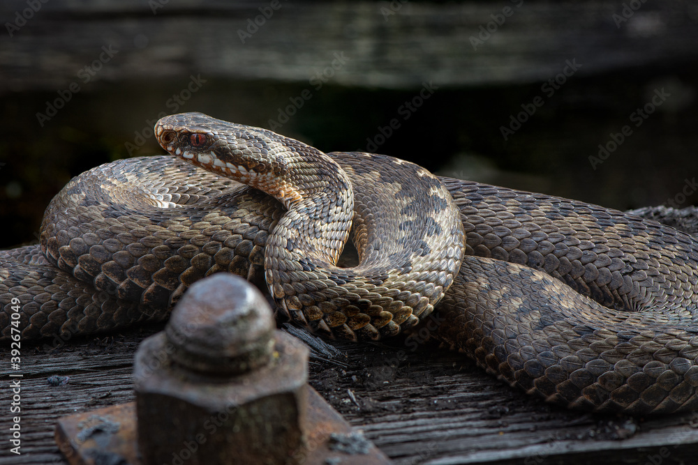 Fototapeta premium close up of a snake