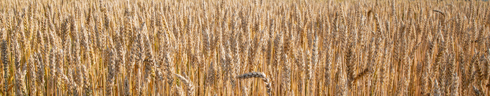 Fototapeta premium Gold Wheat Field. Beautiful Nature Sunset Landscape. Background of ripening ears of meadow wheat field. Concept of great harvest and productive seed industry