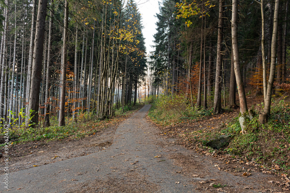 Obraz premium Forest road under sunset sunbeams. Lane running through the autumn deciduous forest at dawn or sunrise.