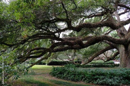 big tree lafayette, la garden on UL campus