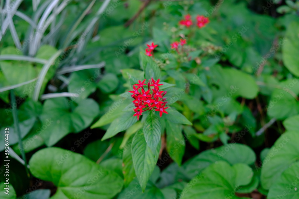 Egyptian star-cluster plant growing in the garden Egyptian star-cluster plant growing in the garden