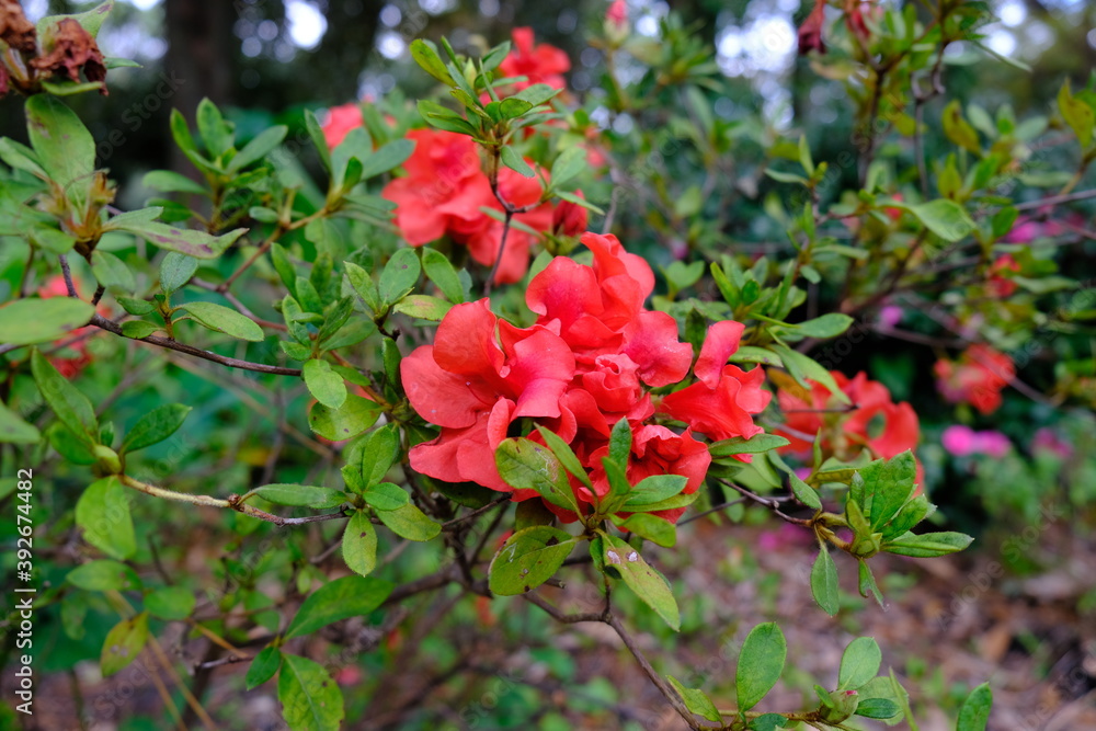 red flower Ericaceae bush garden Rhododendron