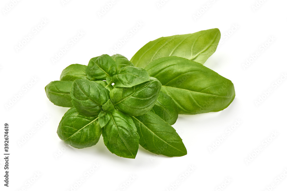 Fresh basil leaves, close-up, isolated on white background Fresh basil leaves, close-up, isolated on white background