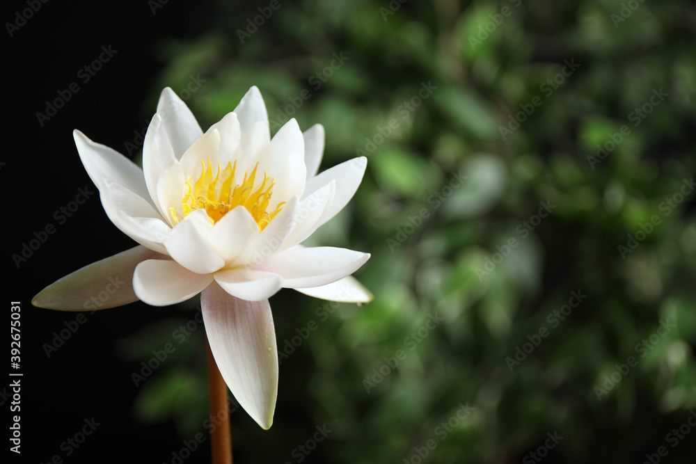 Beautiful white lotus flower and blurred green plant on background. Space for text