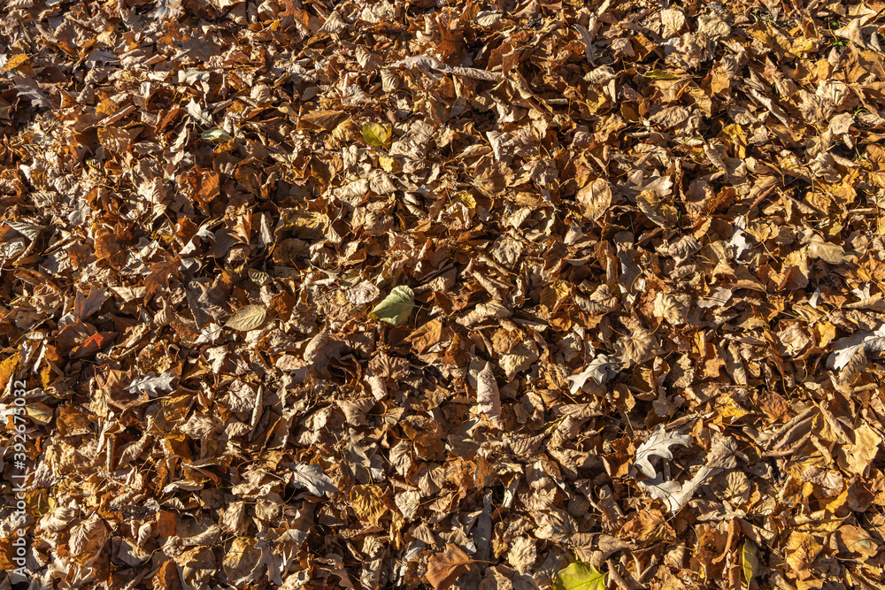 Beautiful texture of dry brown and yellow autumn oak leaves is in the park Beautiful texture of dry brown and yellow autumn oak leaves is in the park