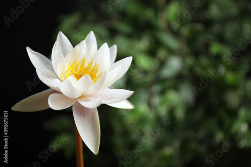 Beautiful white lotus flower and blurred green plant on background. Space for text