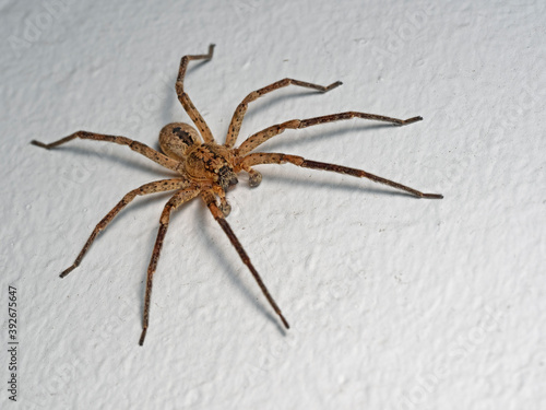 House Spider, Hausspinne (Tegenaria domestica)