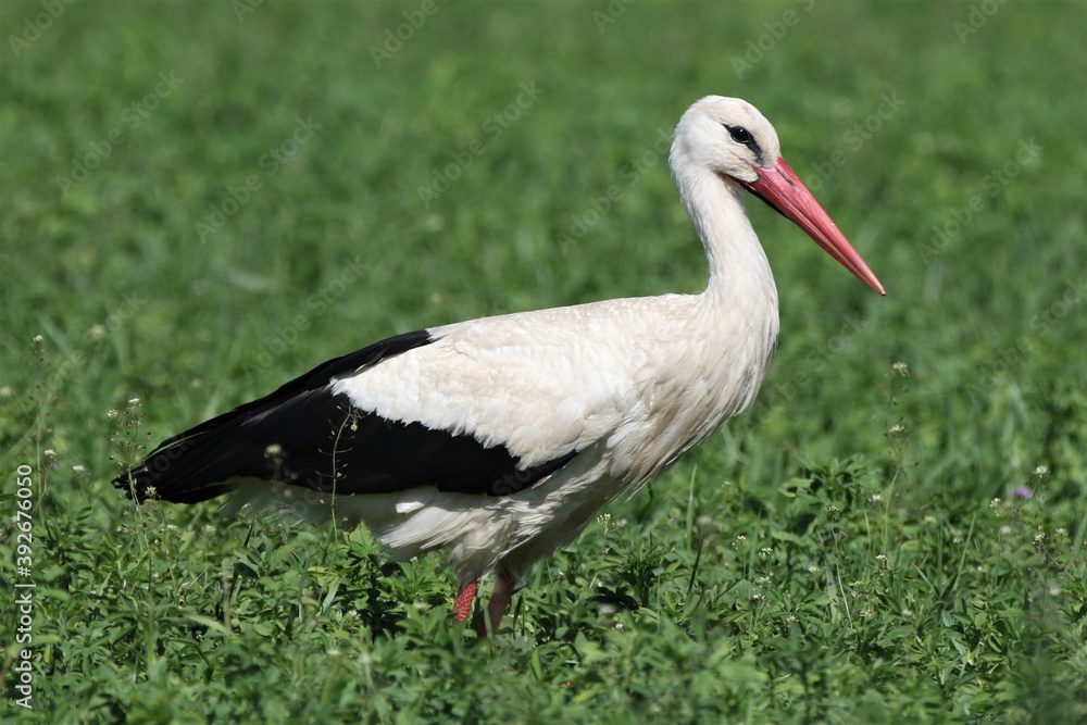stork in the grass stork in the grass
