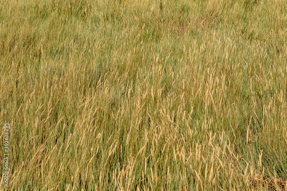 Grass tuning golden at the end of summer Grass tuning golden at the end of summer