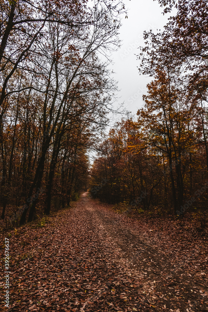 Autumn forest in Budapest's suburb Autumn forest in Budapest's suburb