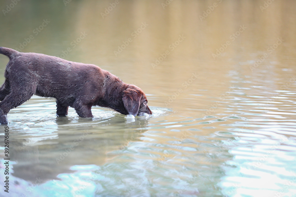 Brauner Labrador Welpe an einem See im Wasser Brauner Labrador Welpe an einem See im Wasser