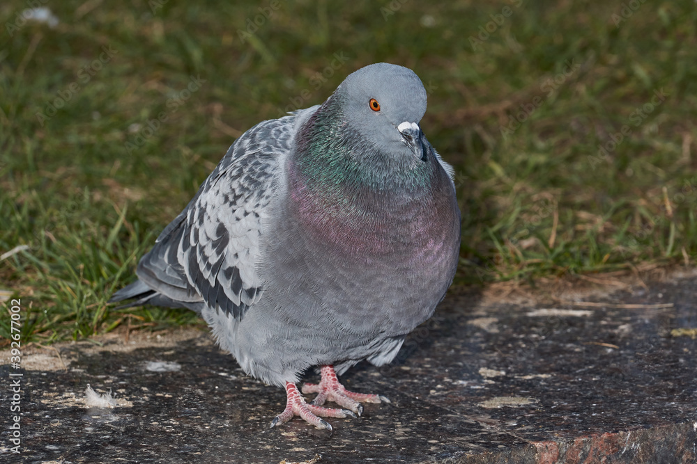 Fototapeta premium Dove on the lawn of the city square.