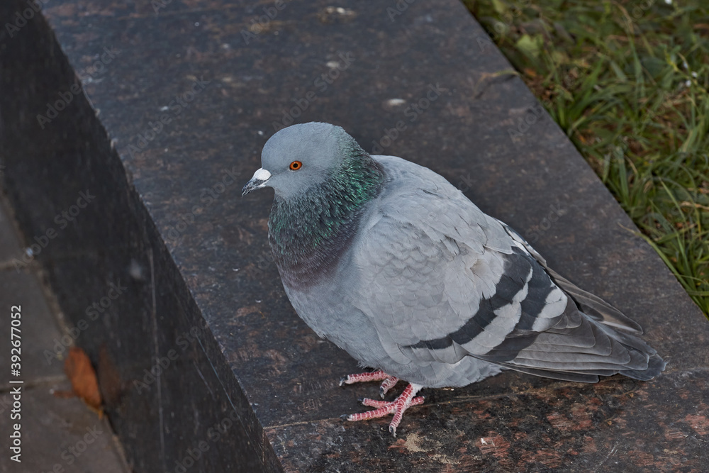 Fototapeta premium Dove on the lawn of the city square.