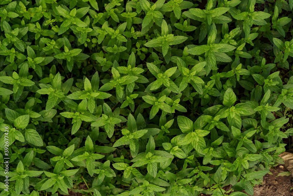 Close up fresh organic mint in the garden. Healthy food and life concept Close up fresh organic mint in the garden. Healthy food and life concept