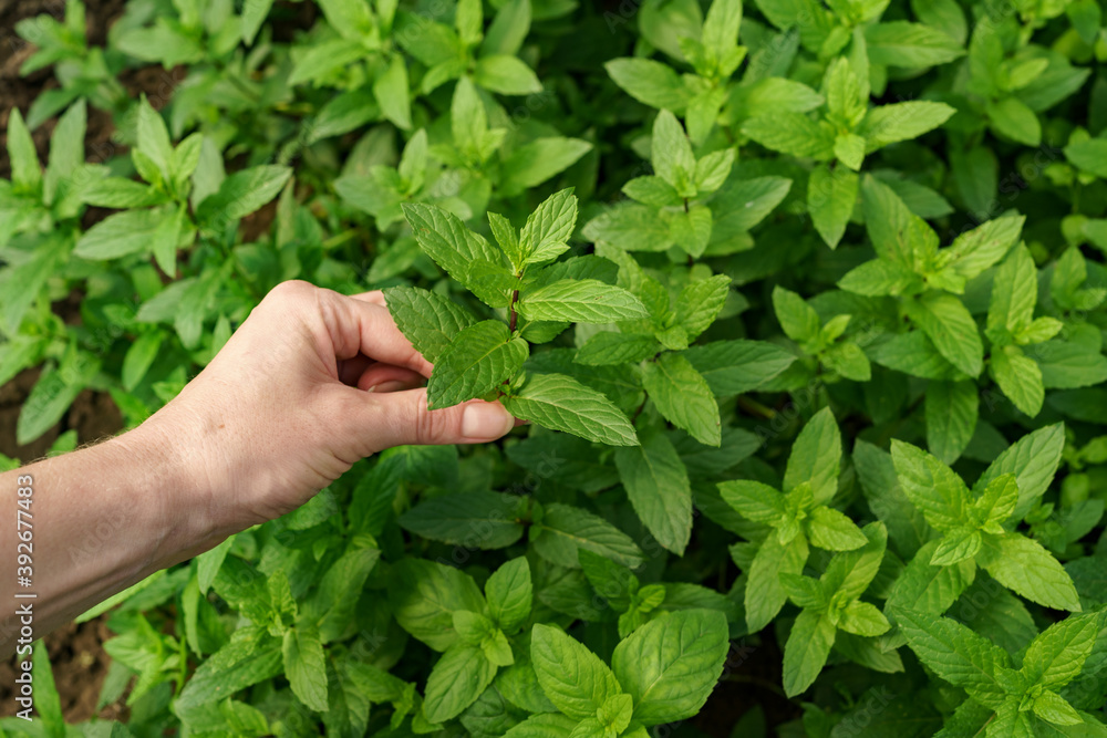 Woman hand close up touching fresh organic mint in the garden. Healthy food and life concept Woman hand close up touching fresh organic mint in the garden. Healthy food and life concept
