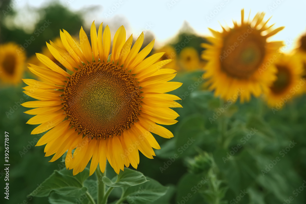 Beautiful sunflower growing in field, closeup. Space for text