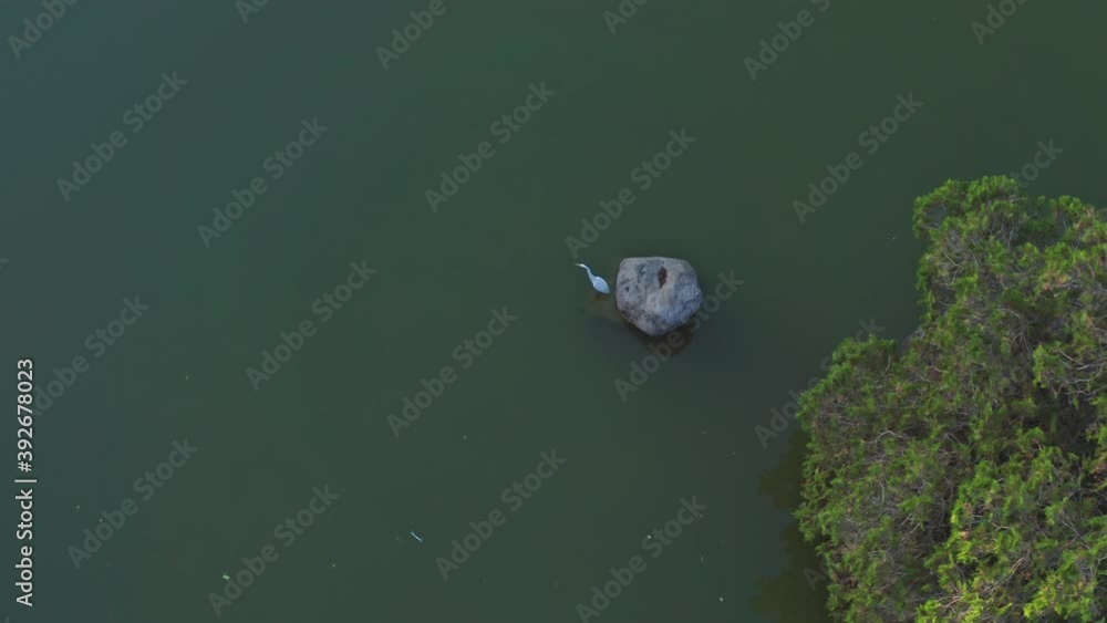 White heron near rock in pond of botanical garden at Santo Domingo. High angle White heron near rock in pond of botanical garden at Santo Domingo. High angle