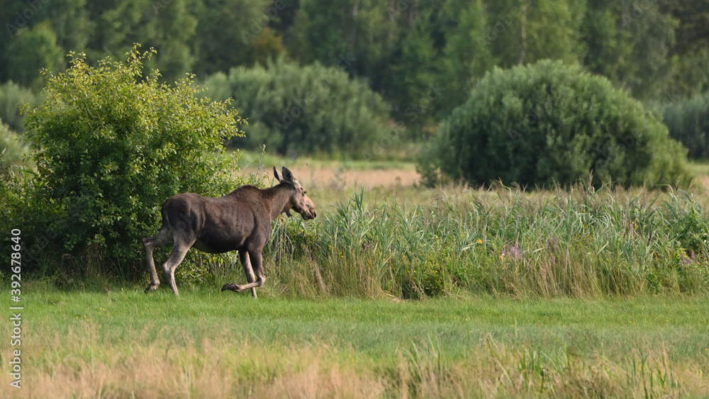 Naklejka premium walking moose