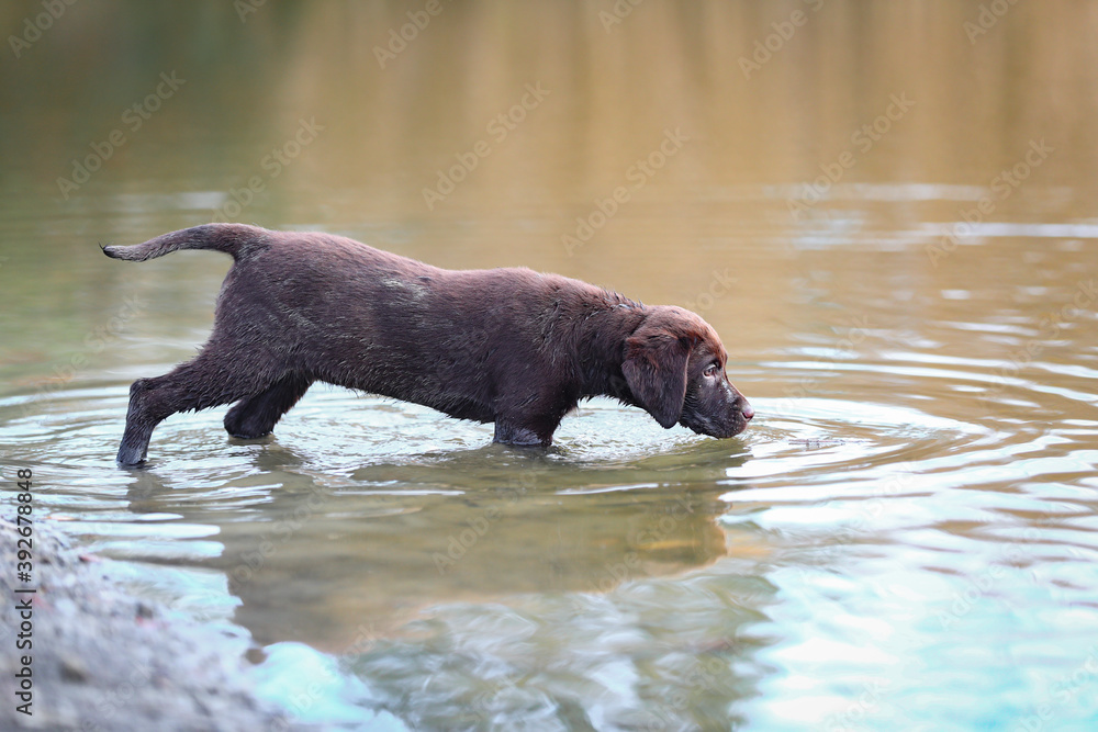 Obraz premium Brauner Labrador Welpe an einem See im Wasser