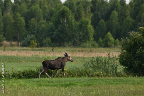 walking moose