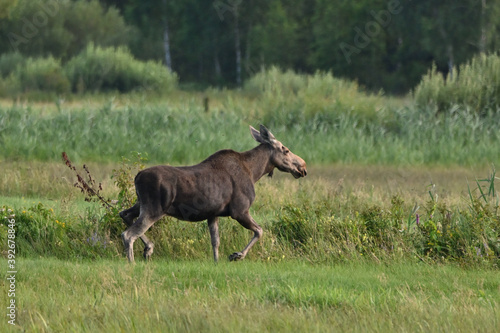 walking moose