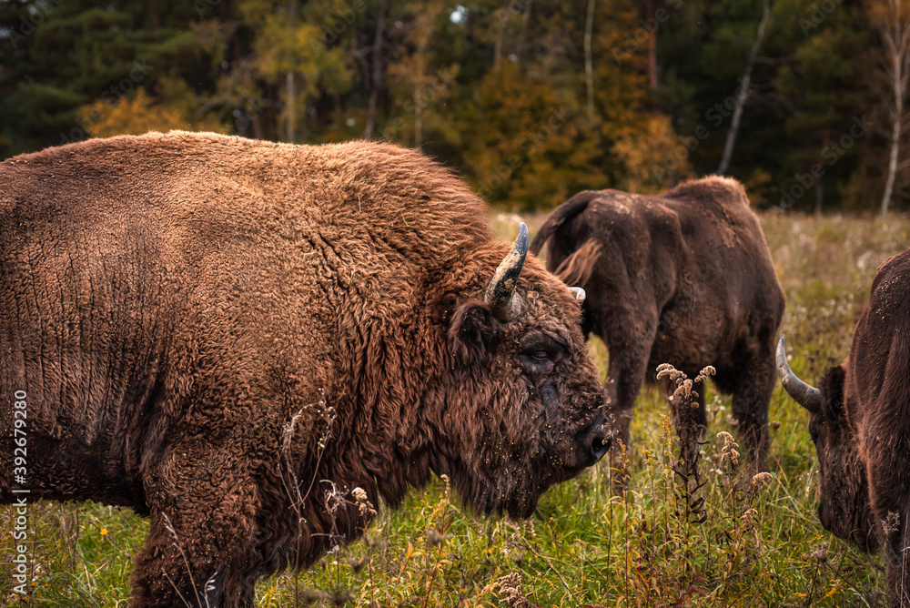 Grazing bison herd with an autumn forest in the background Grazing bison herd with an autumn forest in the background