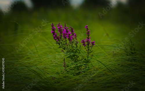 violet flower in a green grass