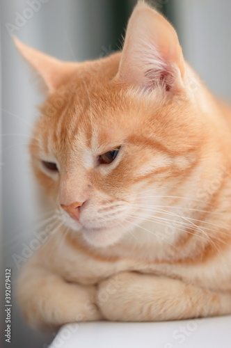Light red pensive cat. The concept of smart animals next to a person.
