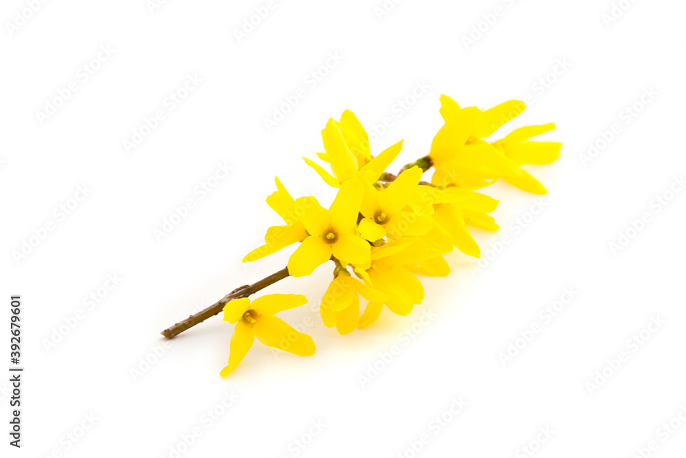 Forsythia Forsythia