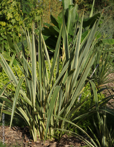 Phormium