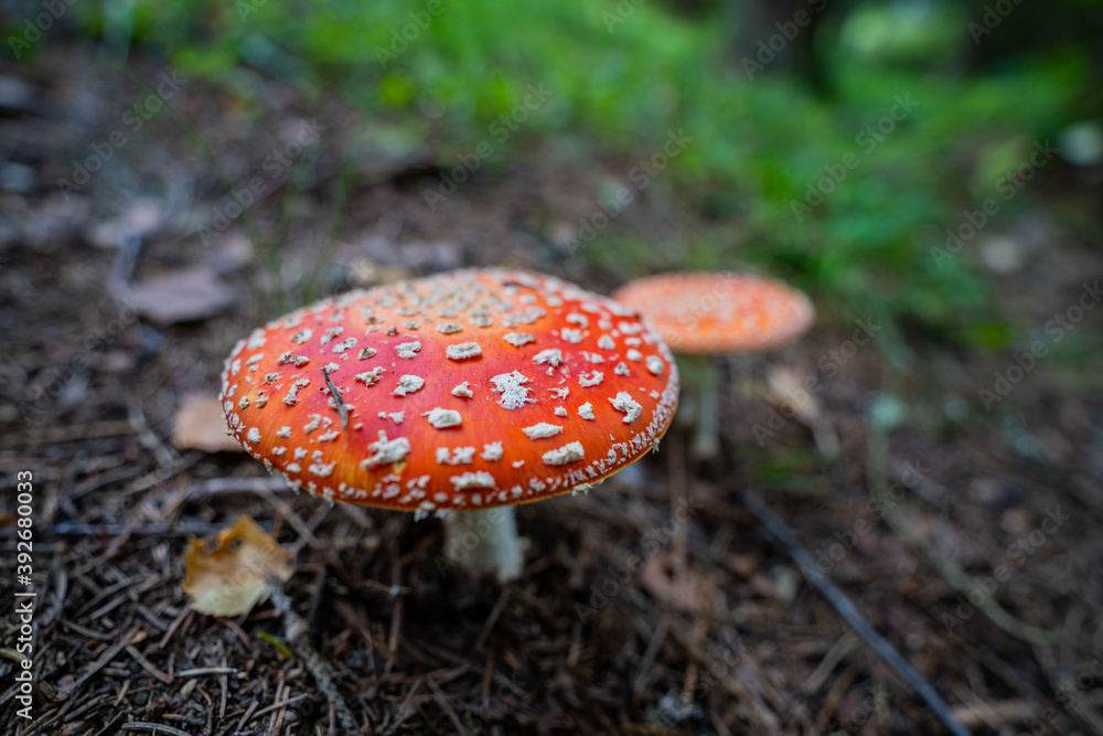 Poisonous Amanita mushroom close up, wide angle lens. Poisonous Amanita mushroom close up, wide angle lens.